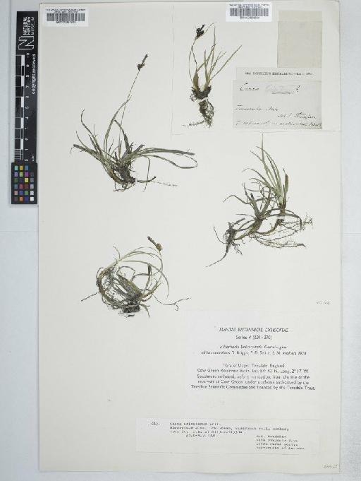 Carex ericetorum Pollich - BM000954639C