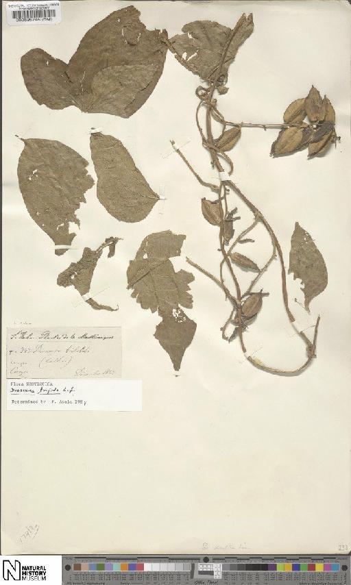 Dioscorea trifida L.f. - BM000595746