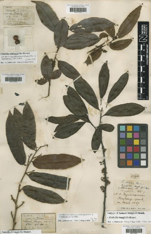 Embelia longifolia (Benth.) Hemsl. - BM001209805