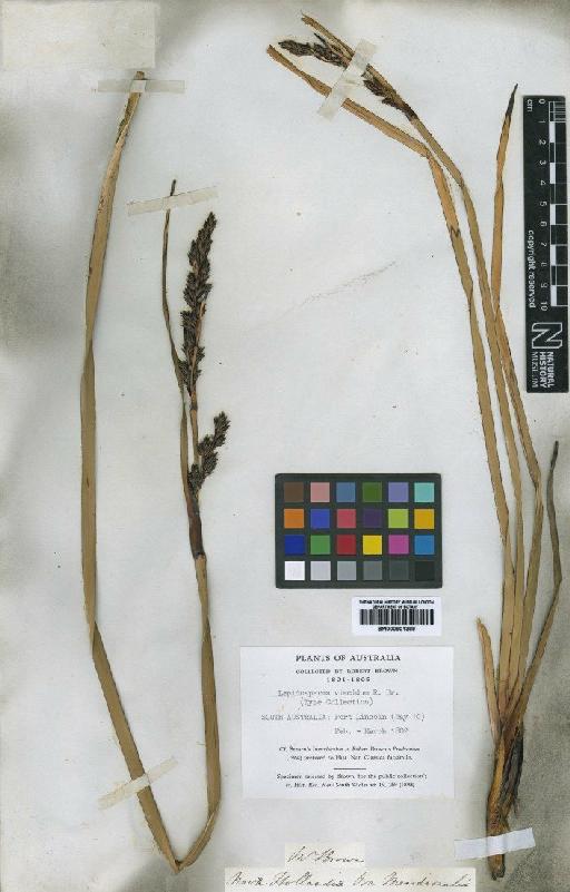 Lepidosperma viscidum R.Br. - BM000901389