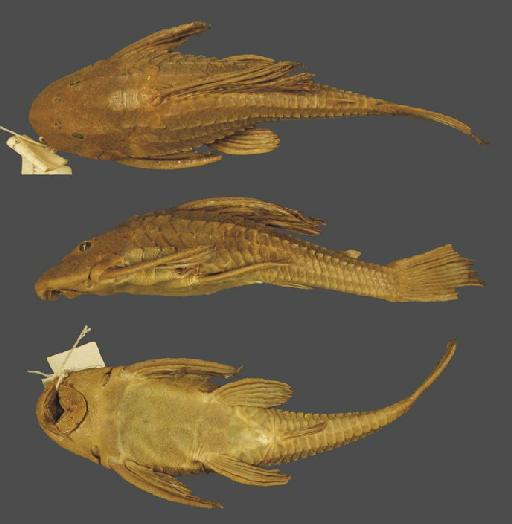 Plecostomus limosus Eigenmann & Eigenmann, 1888 - Plecostomus limosus