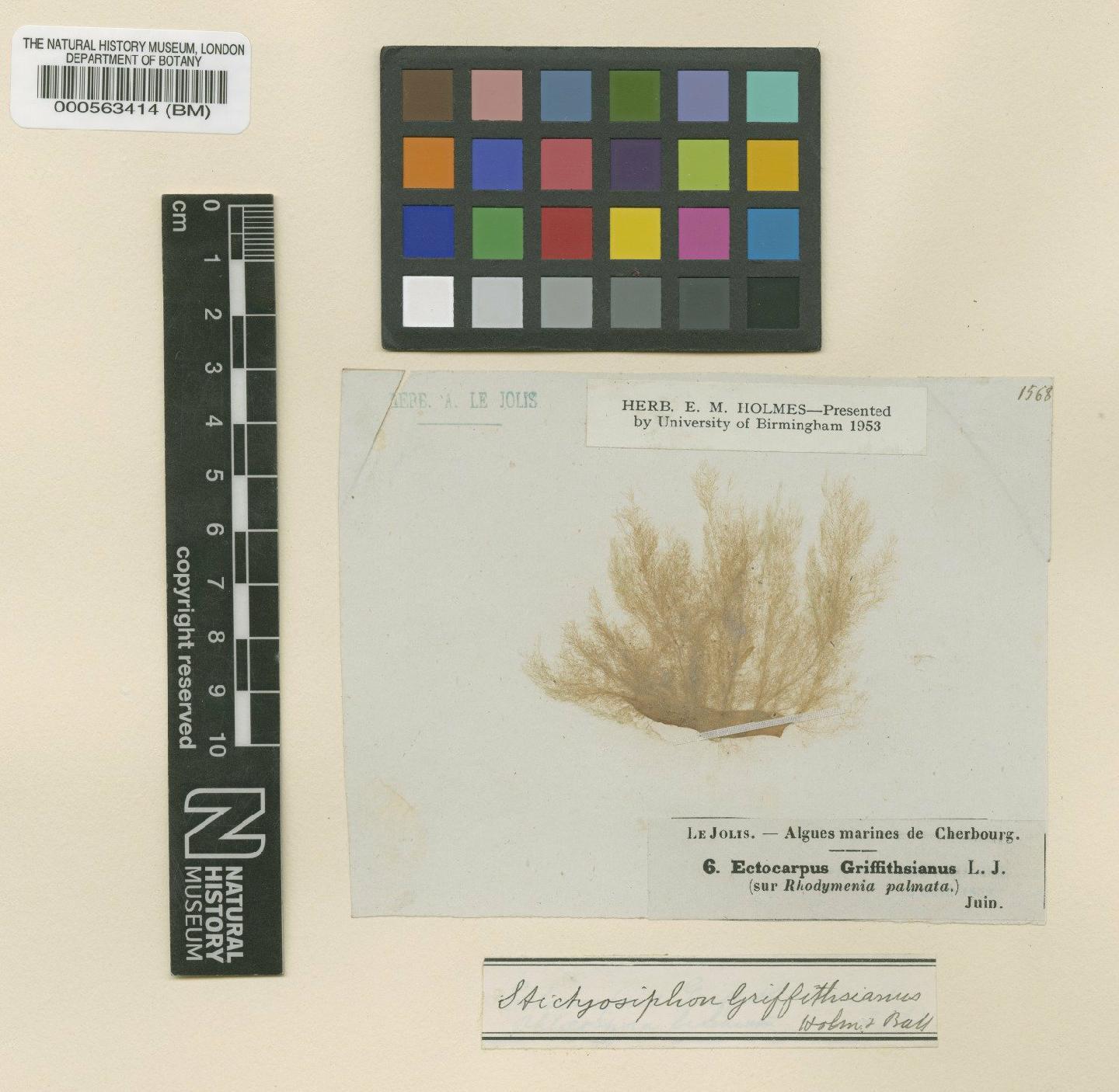 To NHMUK collection (Ectocarpus griffithsianus Le Jolis; TYPE; NHMUK:ecatalogue:4719674)