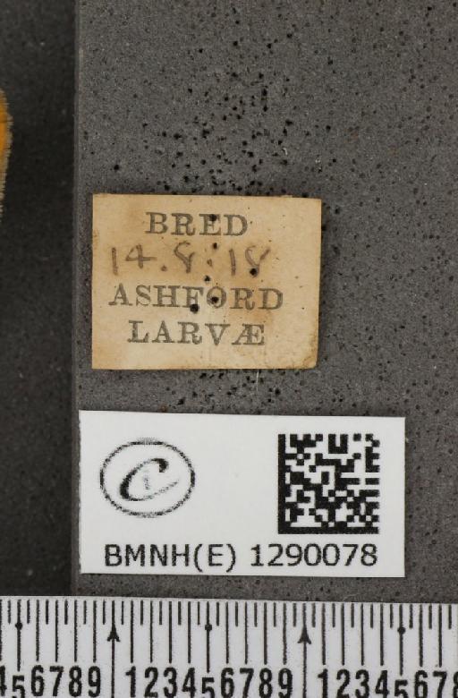 Thecla betulae (Linnaeus, 1758) - BMNHE_1290078_label_128446