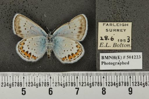 Plebejus argus argus ab. obsoleta Tutt, 1909 - BMNHE_501223_153710