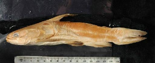 Auchenipterus obscurus Günther, 1863 - 1864.1.21.13-14b; Auchenipterus obscurus; lateral view; ACSI Project image
