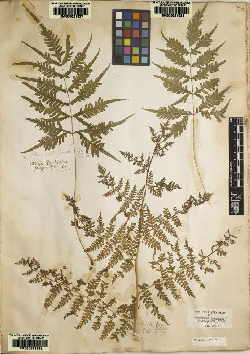 Polypodium speluncae L. - BM000621939