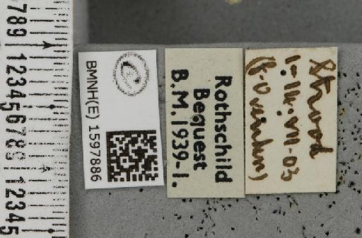 Idaea rusticata (Denis & Schiffermüller, 1775) - BMNHE_1597886_label_261705