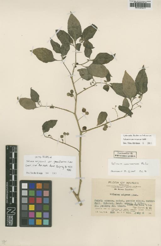 Solanum americanum Mill. - BM000942311