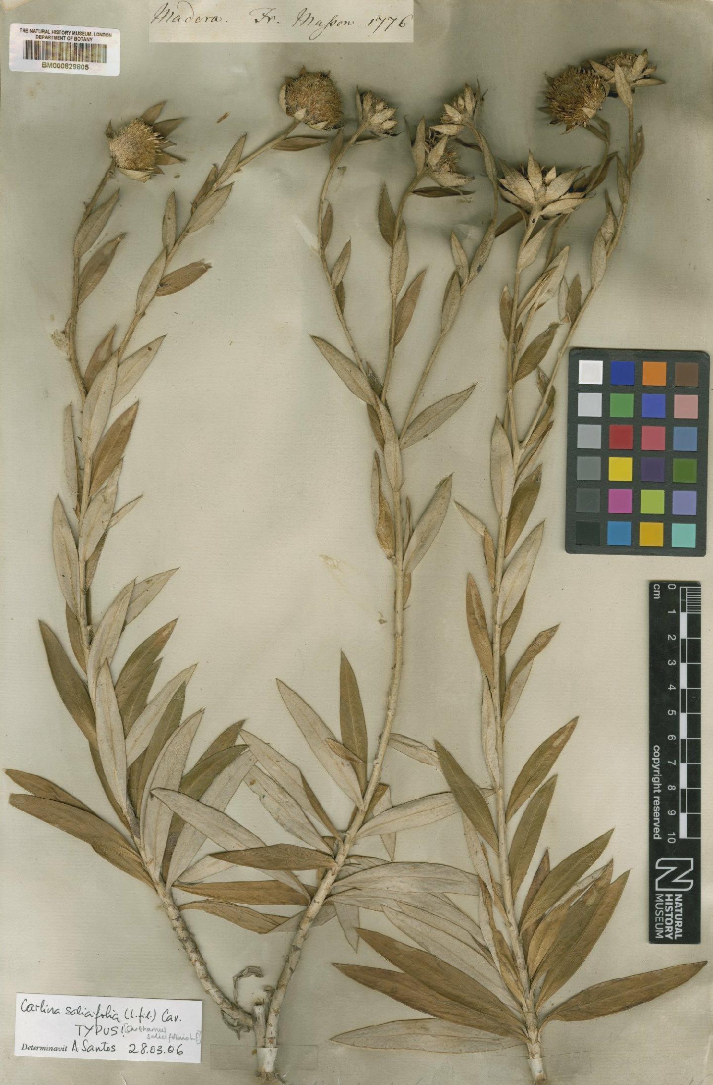 To NHMUK collection (Carlina salicifolia (L.f.) Cav.; NHMUK:ecatalogue:4601064)