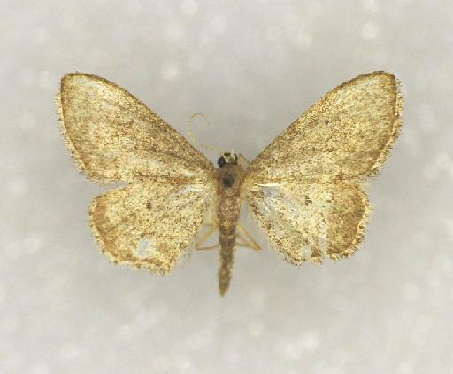 Idaea descitaria (Christoph, 1893) - Acidalia descitaria Christoph possible syntype male 1055490