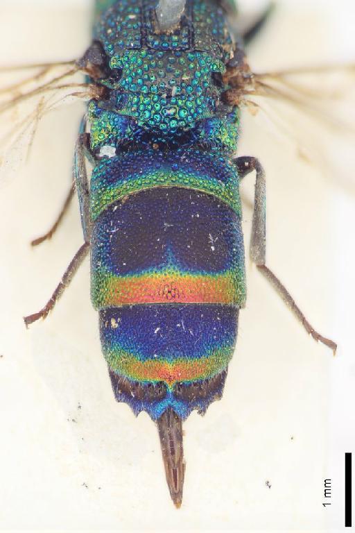 Chrysis fasciata var. daphne Smith, F., 1874 - Chrysis_fasciata_var_daphne-BMNH(E)#970905_type-distal-2X