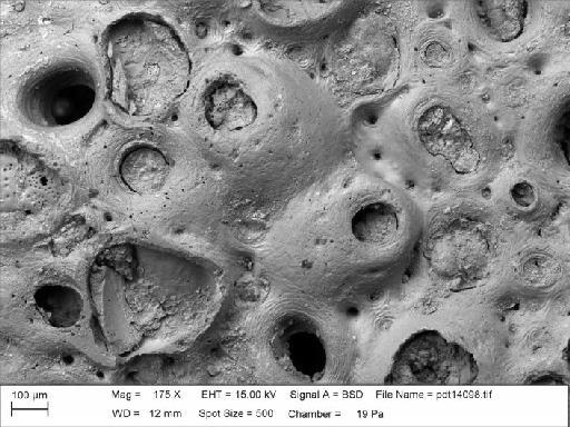 Kleidonella verrucosa - BZ 5958. Kleidonella verrucosa-4