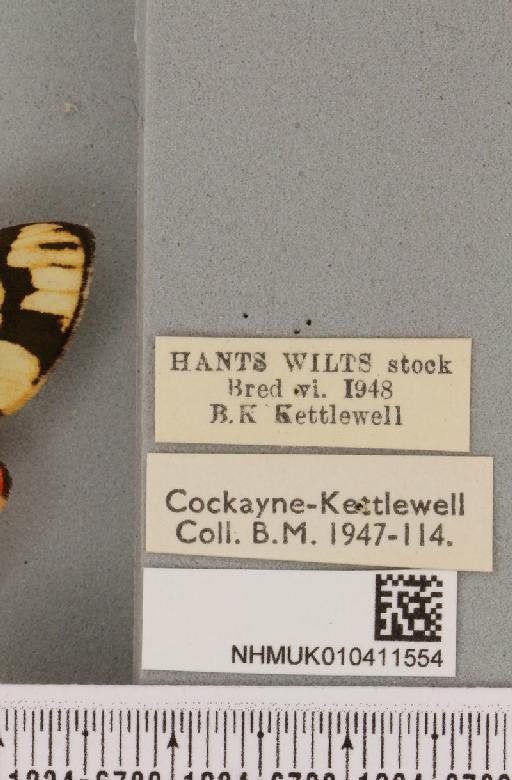 Callimorpha dominula (Linnaeus, 1758) - NHMUK_010411554_label_521384