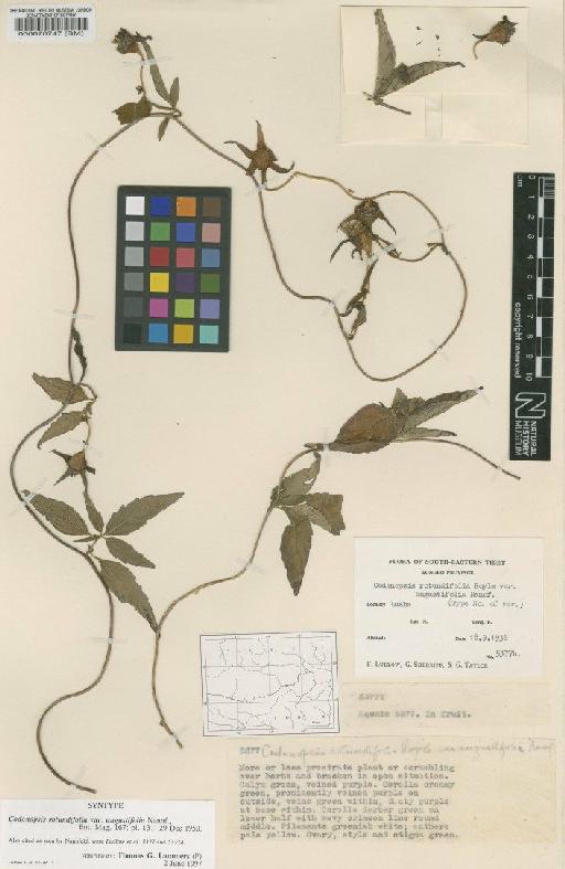 Codonopsis rotundifolia var. angustifolia Nannf. - BM000070747