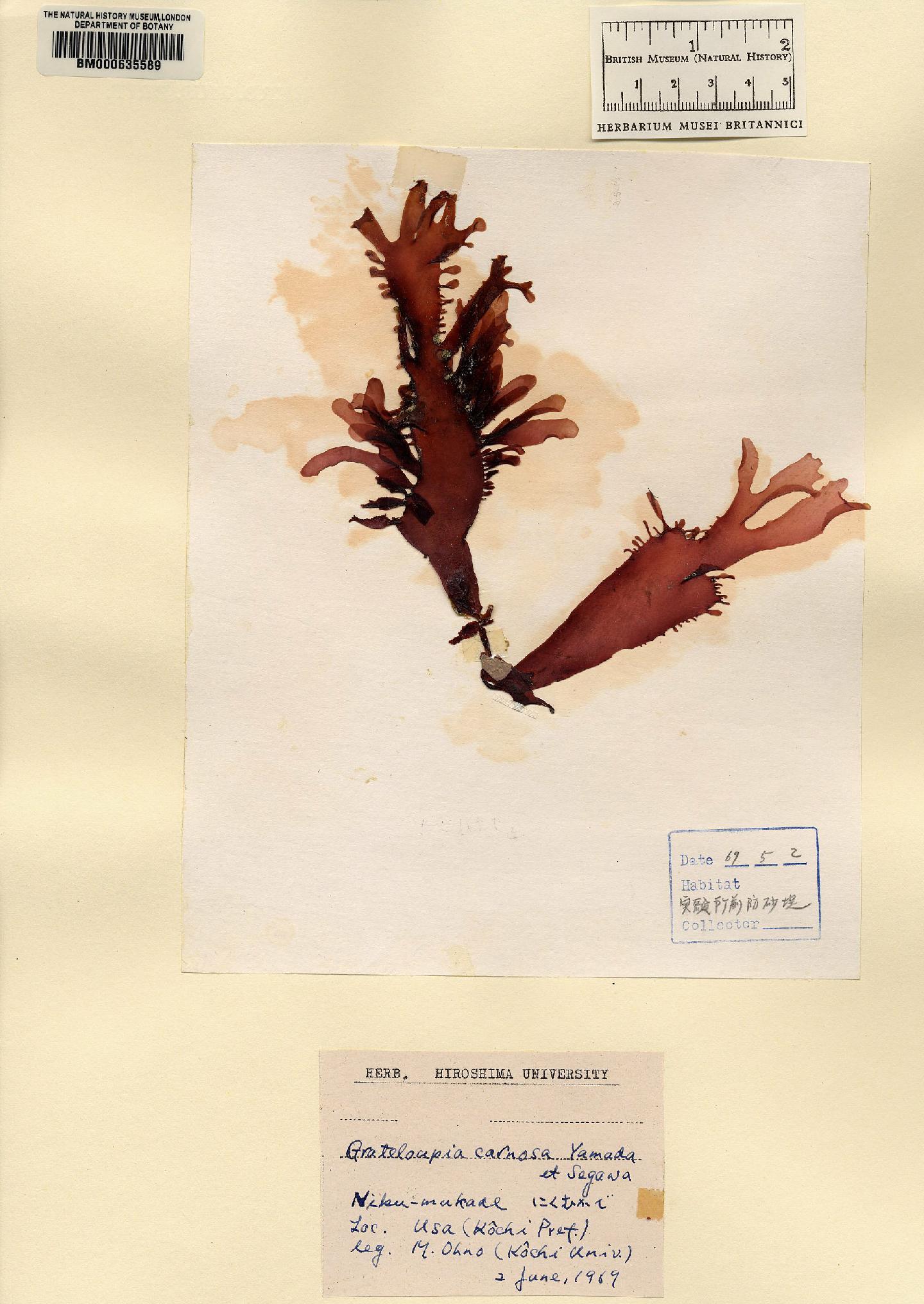 To NHMUK collection (Grateloupia carnosa Yamada & Segawa; NHMUK:ecatalogue:4857416)