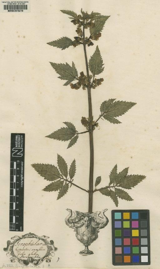 Scrophularia L. - BM000646210