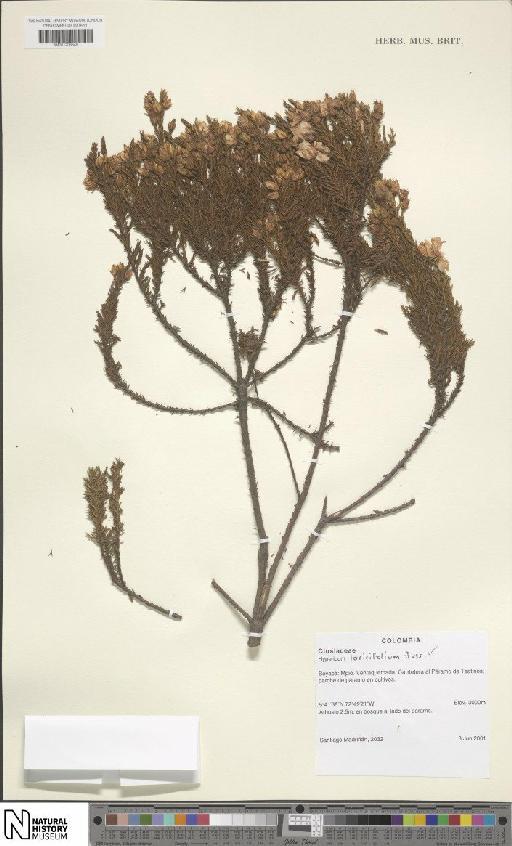 Hypericum laricifolium Juss. - BM001206649