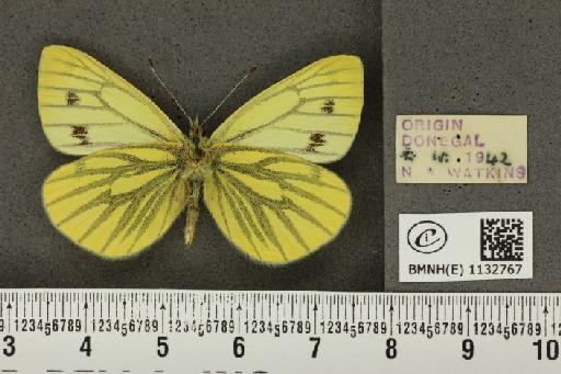 Pieris napi britannica Müller & Kautz, 1939 - BMNHE_1132767_87808