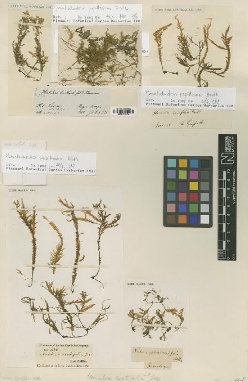 Homaliodendron papillosum Broth. - BM001108151_a