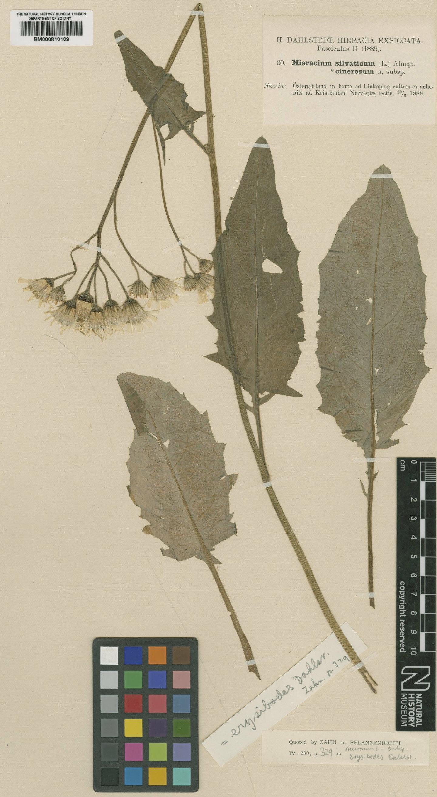 To NHMUK collection (Hieracium murorum subsp. erysibodes (Dahlst.) Zahn; TYPE; NHMUK:ecatalogue:2422224)
