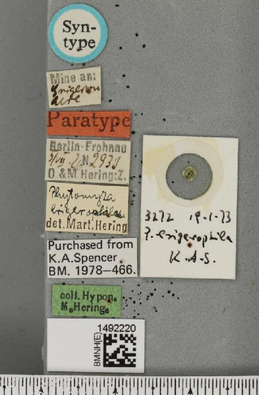Phytomyza erigerophila Hering, 1927 - BMNHE_1492220_label_53888