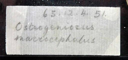 Osteogeneiosus macrocephalus Bleeker, 1846 - 1863.12.4.51; Osteogeneiosus macrocephalus; image of jar label; ACSI project image