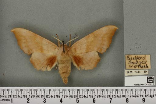 Laothoe populi ab. rufa Gillmer, 1904 - NHMUK_010420617_526776