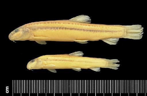 Cobitis punctilineata Economidis & Nalbant, 1996 - BMNH 1995.4.12.17-18, PARATYPES, Cobitis punctilineata