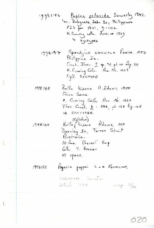 Angaria poppei K. and D. Monsecour, 1999 - Zoology Accessions Register: Mollusca: 1998 - 2000: page 20