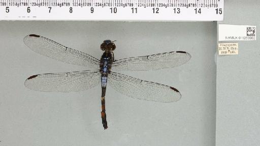 Agrionoptera sexlineata Selys, 1879 - 011253002_93068_1252883_2