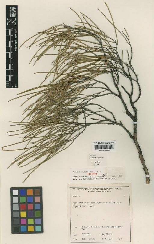 Acacia masliniana R.S.Cowan - BM000796625