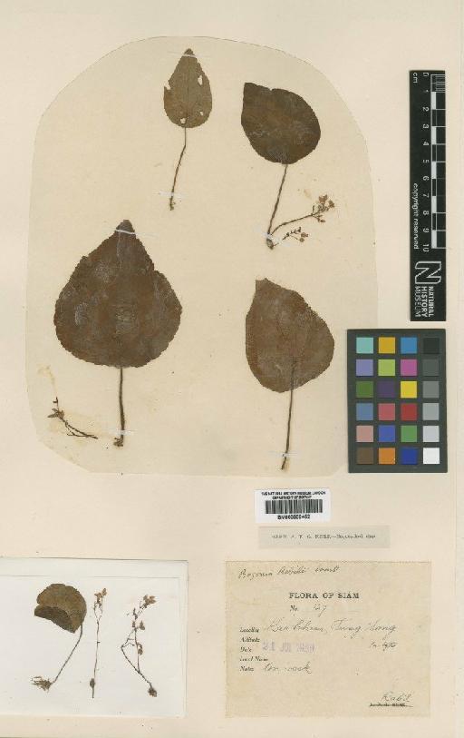Begonia rabilii Craib - BM000839452