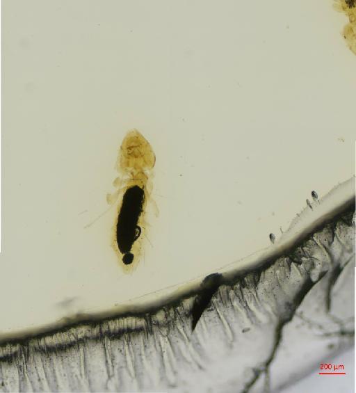 Penenirmus gulosus Nitzsch, 1866 - 010684432__2017_08_10-Scene-5-ScanRegion4