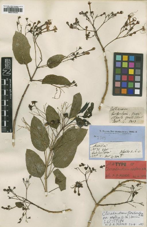 Clerodendrum floribundum var. ovatum (R.Br.) Domin - BM001041234