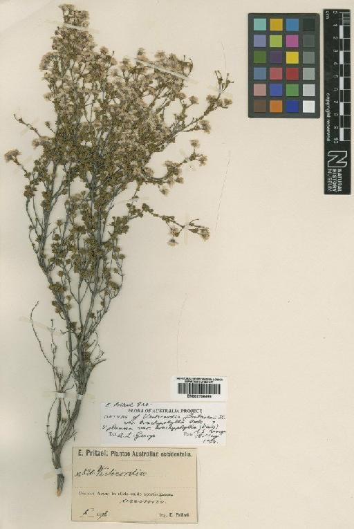 Verticordia plumosa var. brachyphylla (Diels) George - BM000798489