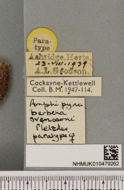 Amphipyra berbera svenssoni Fletcher, D.S., 1968 - NHMUK_010479262_label_571657