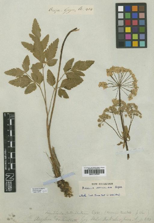 Ligusticum verticillatum (Hook.) J.M.Coult. & Rose - BM001042856