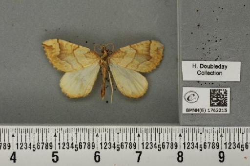 Eulithis mellinata (Fabricius, 1787) - BMNHE_1762215_344893