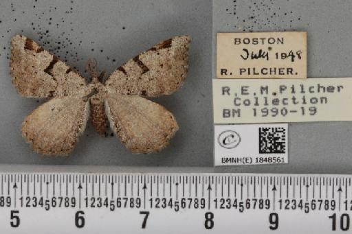 Macaria wauaria (Linnaeus, 1758) - BMNHE_1848561_422025