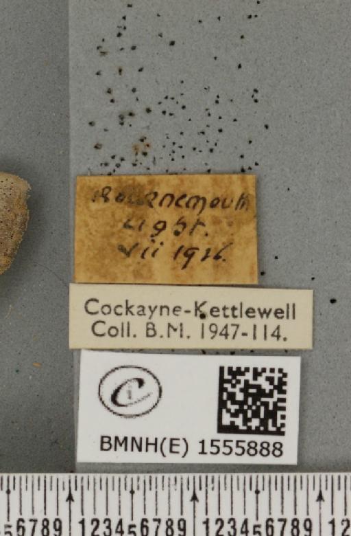 Dicallomera fascelina (Linnaeus, 1758) - BMNHE_1555888_label_255653