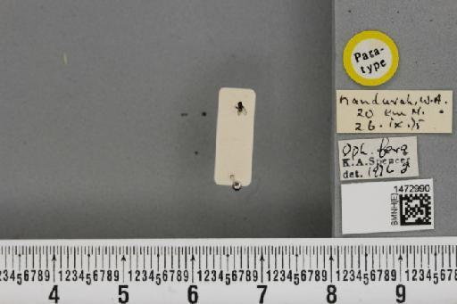 Ophiomyia fera Spencer, 1977 - BMNHE_1472990_47376