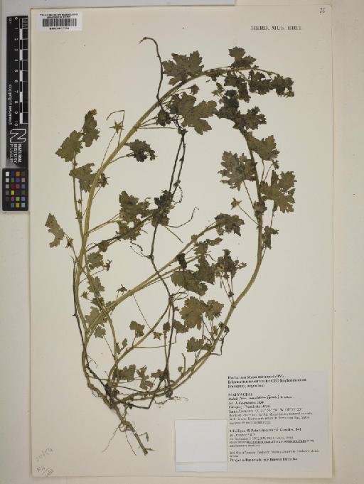 Modiolastrum malvifolium (Griseb.) Schum - BM000817234