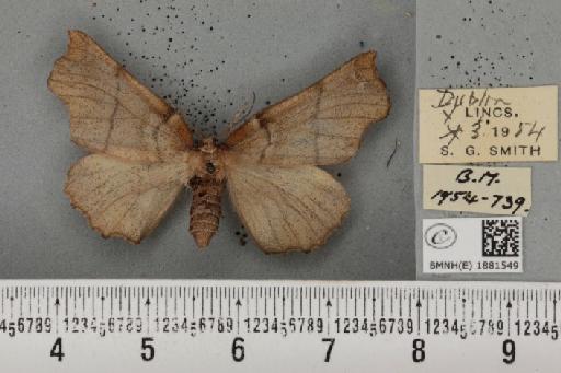 Selenia dentaria ab. chalcescens Smith, 1954 - BMNHE_1881549_446869