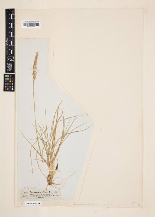 Elymus repens (L.) Gould - 001043970