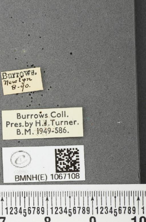 Lasiommata megera ab. decorata Caruel, 1948 - BMNHE_1067108_label_31490