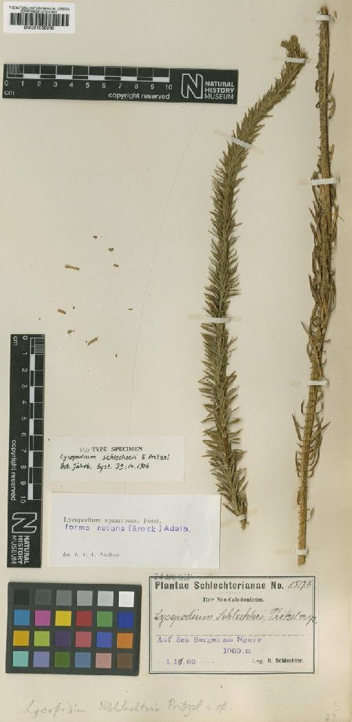 Lycopodium squarrosum f. nutans (Brack.) Adelb. - BM001038060