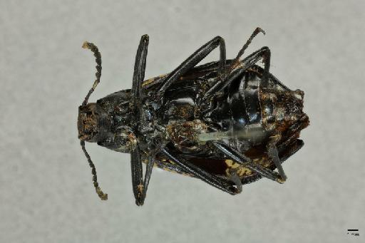 Cuphotes erotyloides (Kirby, 1819) - 014092813_Cuphotes_erotyloides_ST_ventral_habitus