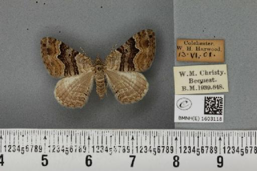 Xanthorhoe quadrifasiata ab. reduplicata Heinrich, 1916 - BMNHE_1603118_313614