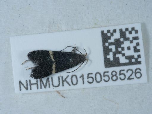 Syncopacma larseniella Gozmány, 1957 - 015058526_2