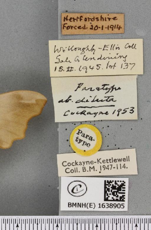 Mimas tiliae ab. diluta Cockayne, 1953 - BMNHE_1638905_label_204495